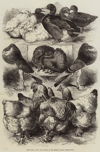 Premie høns, ender og duer på Crystal Palace Poultry Show